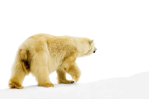 Полярний Ведмідь Ізольований Білому Тлі — стокове фото