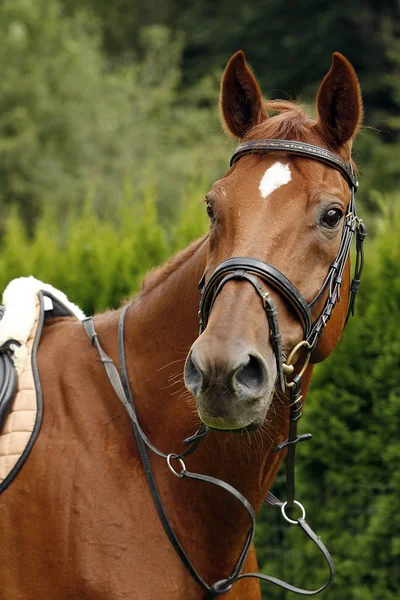 Retrato Caballo —  Fotos de Stock