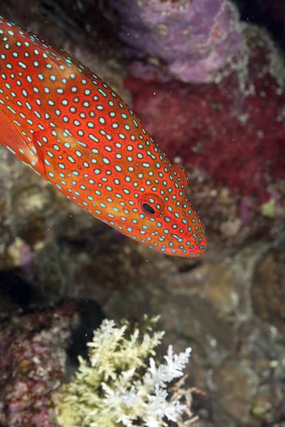 Altı Dünyasının Manzarası — Stok fotoğraf