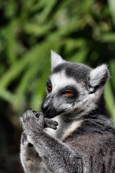 Närbild Djur Zoo — Stockfoto