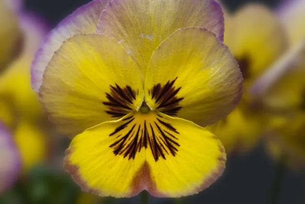 Fiori Margherita Giardino — Foto Stock