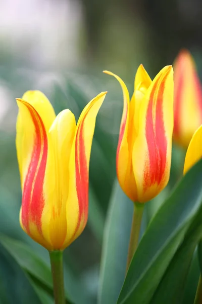 春のチューリップの花びら植物 — ストック写真