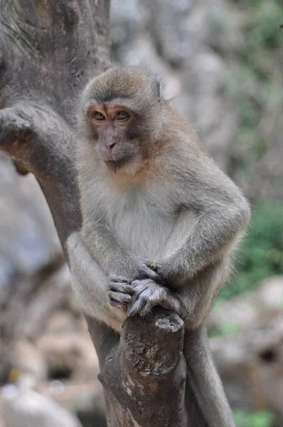 Macaque Macaque Queue Longue Makaka — Photo