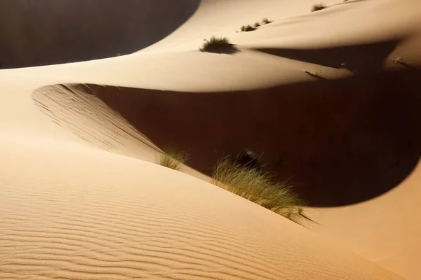 Αμμόλοφοι Της Σαχάρας — Φωτογραφία Αρχείου