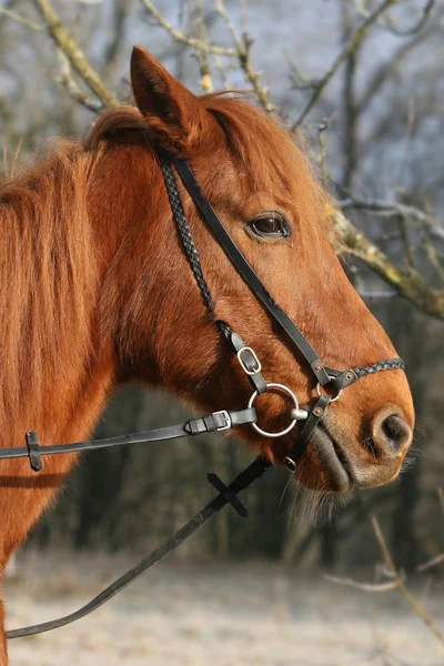 Carino Cavallo Natura Selvaggia — Foto Stock