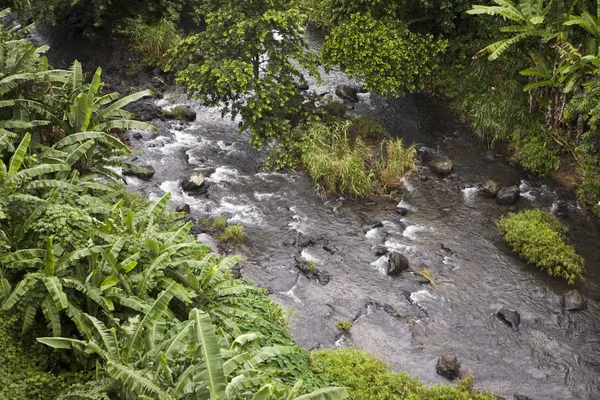 Bosque Conífero Con Plantas Heladas Hierba Verde — Foto de Stock