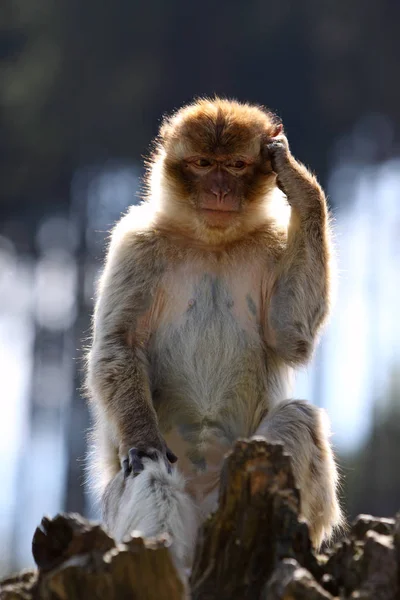 Monkey Animal Primate Mammal — Stock Photo, Image