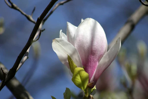 Blühender Magnolienbaum Mit Blütenblättern — Stockfoto