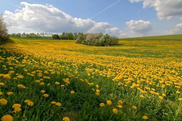 Close Beautiful Flower Meadow — стоковое фото