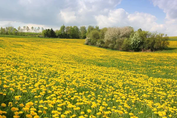 美しい花の牧草地の閉鎖 — ストック写真