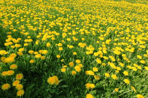 Närbild Vacker Blomsteräng — Stockfoto