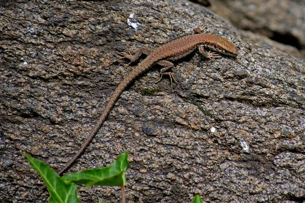 Wildlife Scene Beautiful Nature — Stock Photo, Image