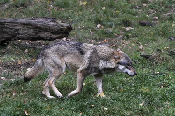 野生狼在自然栖息地 — 图库照片