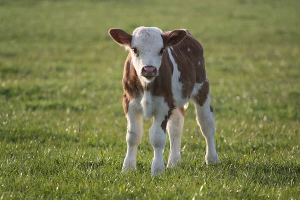 Cows Natural Landscape Selective Focus — Stock Photo, Image