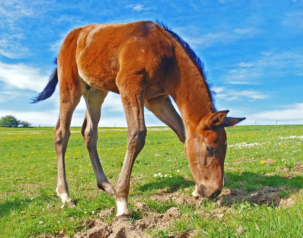 Cavallo Pascolo Estivo Paesaggio Rurale — Foto Stock