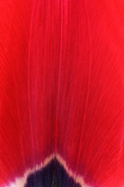 Tulipán Petal Cuello — Foto de Stock