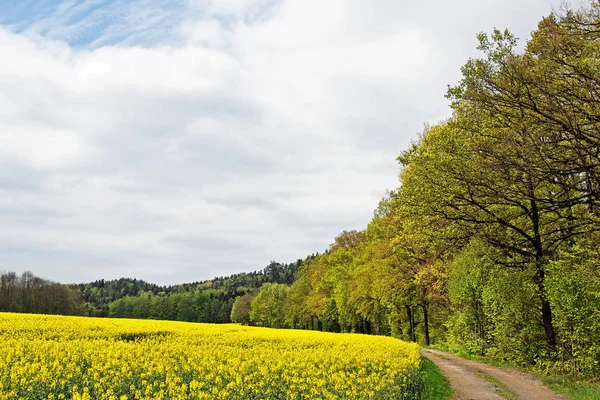 Vista Pitoresca Bela Paisagem Primavera — Fotografia de Stock