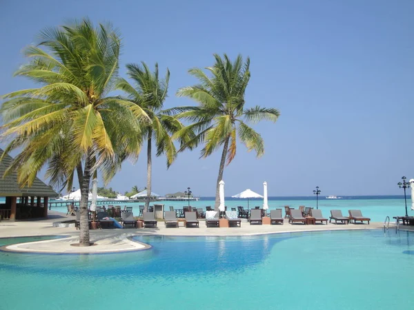 Pool Palm Trees Maldives — 스톡 사진