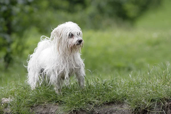 Weißer Pudel Gras — Stockfoto