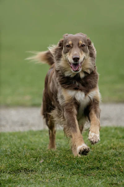 Porträtt Söt Hund — Stockfoto