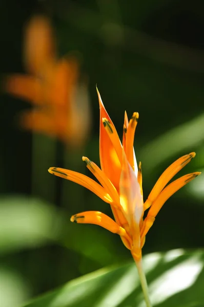 Tropikal Turuncu Helikonya Çiçeği — Stok fotoğraf