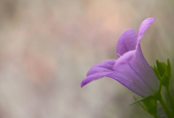 Vista Panorâmica Bela Flor Sino Natural — Fotografia de Stock