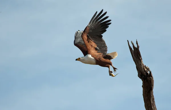 scenic view of majestic bald eagle at wild nature