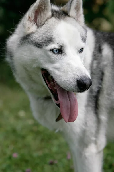 Husky Dog Animal Pet Royalty Free Stock Images
