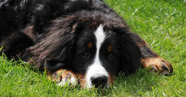 Schilderachtig Uitzicht Van Schattige Puppy Hond — Stockfoto