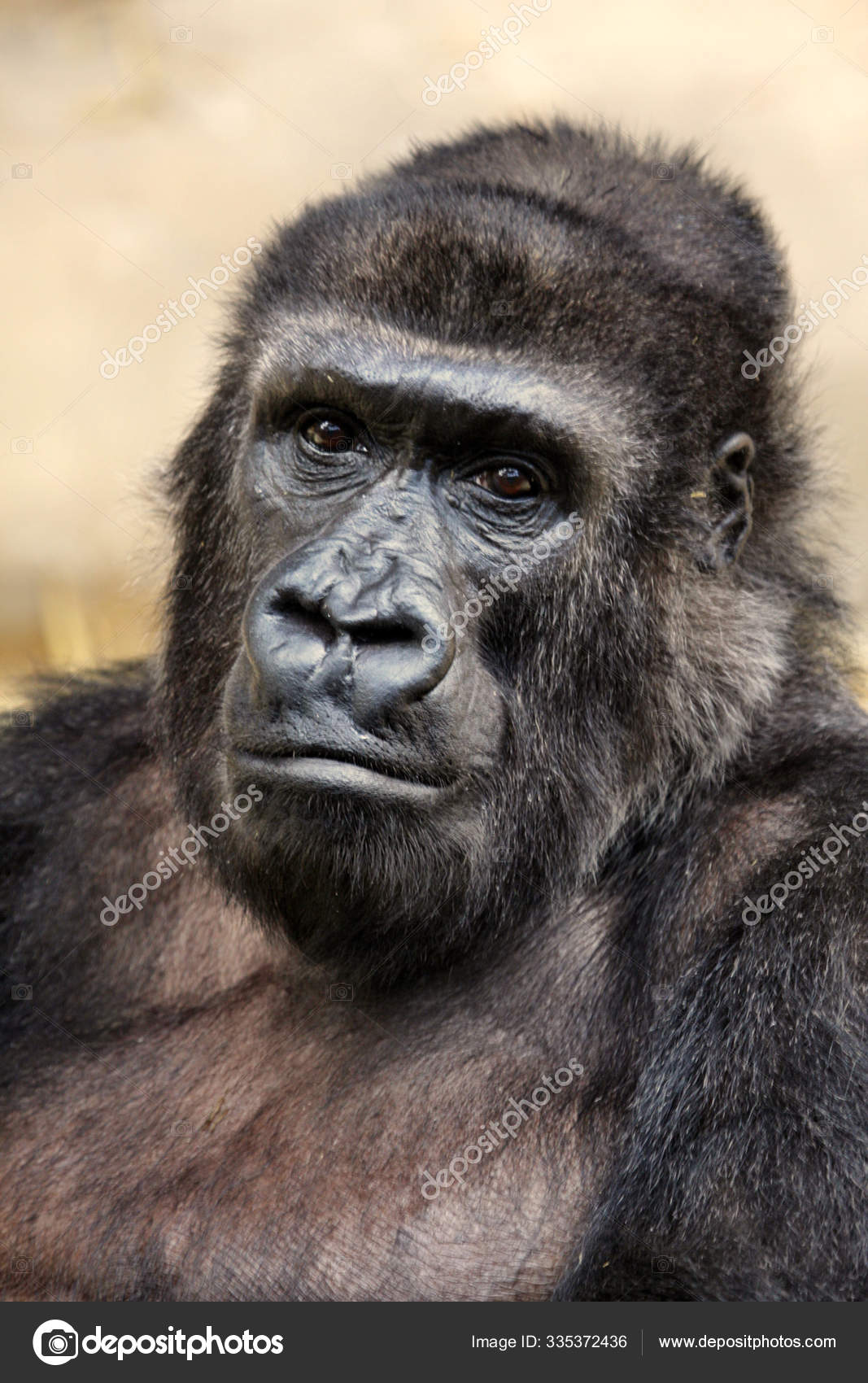 Animal Primata Macaco Gorila Macaco — Foto © PantherMediaSeller #335372436, image size:1067x1700