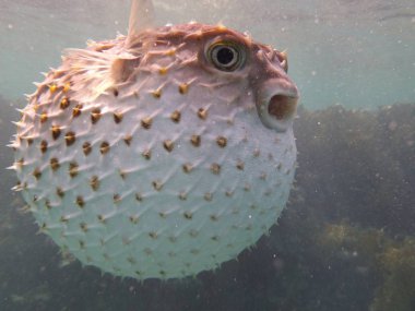 pufferfish in sea underwater, marine life clipart
