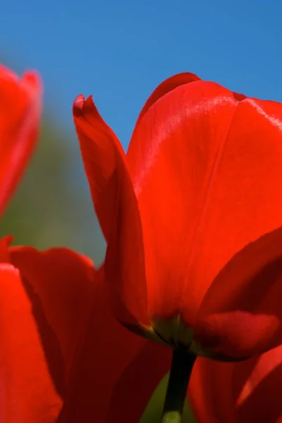 Красиві Тюльпани Квіти Флора Навесні — стокове фото