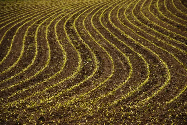 Landschappelijke Visie Landbouw Het Platteland — Stockfoto