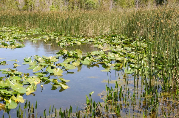 Lily Pads Flutuando Florida Wetland — Fotografia de Stock