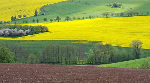 Platteland Landbouw Akkerland — Stockfoto