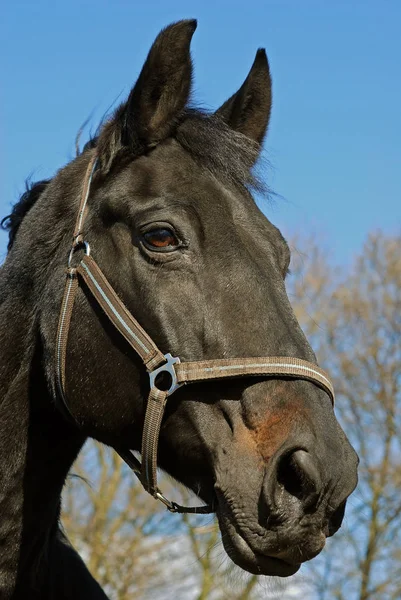 Cute Horse Wild Nature — Stock Photo, Image