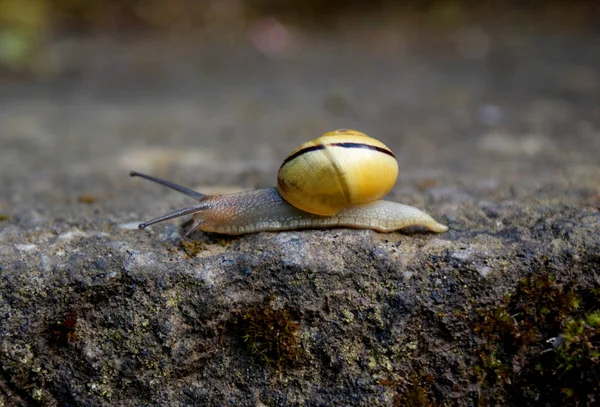 Guscio Lumaca Elica Invertebrato — Foto Stock