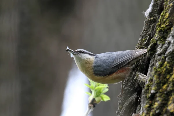 Schilderachtige Vogel Thema Schot — Stockfoto