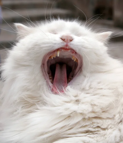 Pequeño Gato Esponjoso Con Bigotes —  Fotos de Stock