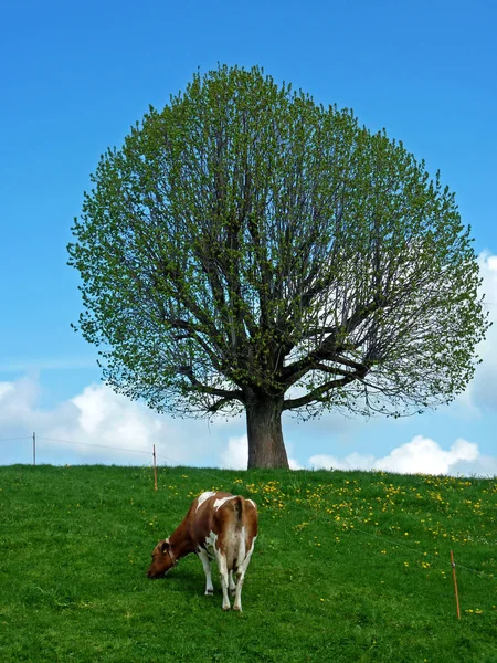 Cow Tree — Stock Photo, Image