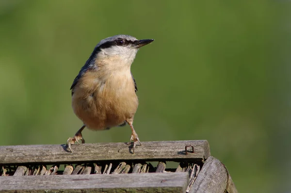 Festői Kilátás Gyönyörű Nuthatch Madár — Stock Fotó