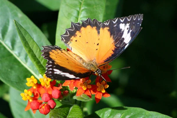 Vue Rapprochée Beau Papillon Coloré — Photo