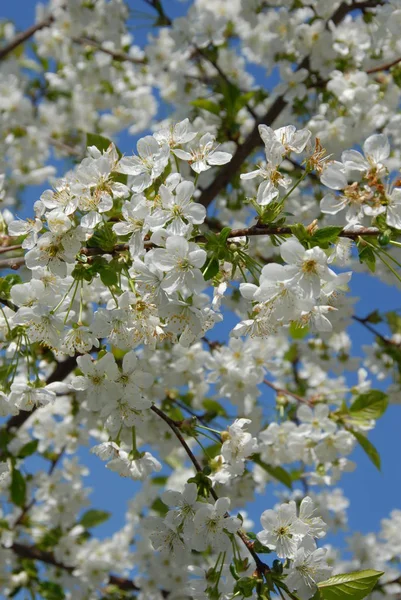 Fleurs Printemps Sur Arbre — Photo