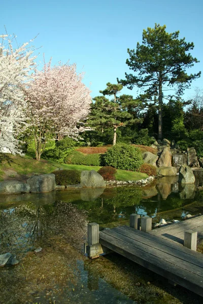 日本花园 自然植物 — 图库照片