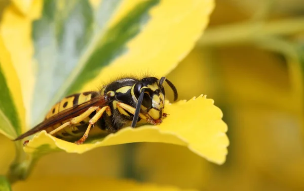 Detailní Pohled Vosí Hmyz Makro Záběru — Stock fotografie