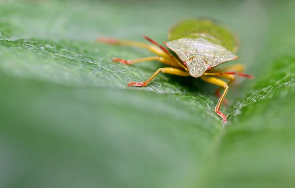 Close Bug Natureza Selvagem — Fotografia de Stock