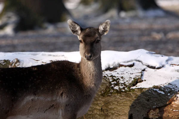 Nature Wildlife Fallow Deer — Stock Photo, Image