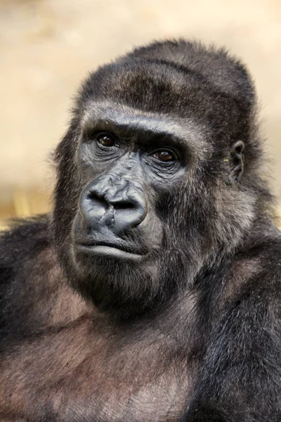 Primatentier Gorilla Affe Affe — Stockfoto