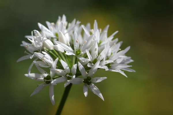 Flor Niebla Del Oso — Foto de Stock