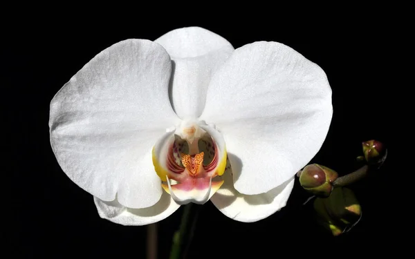 Flor Orquídea Natural Planta Flora — Fotografia de Stock